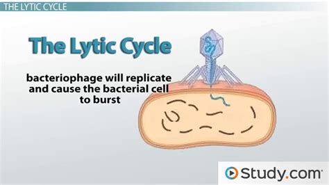 Lytic Cycle Diagram 5 Steps