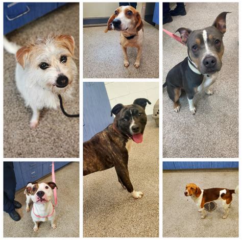 Prince george animal shelter reaches full capacity for dogs, adoption encouraged