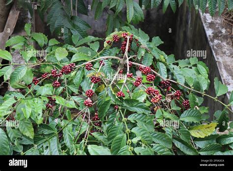 Robusta coffee plantation hi-res stock photography and images - Alamy