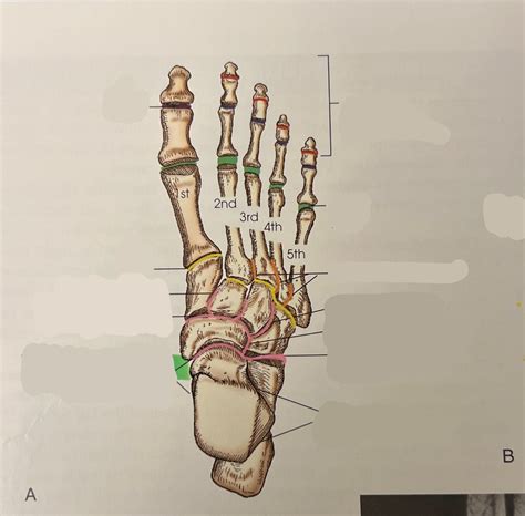 Joints Of The Foot Diagram Quizlet