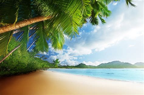 Seashore Sand Sea Beach The Sky The Sun Tropics Palm Trees The