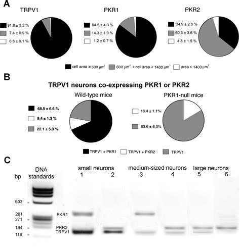 Impaired Nociception And Inflammatory Pain Sensation In Mice Lacking The Prokineticin Receptor