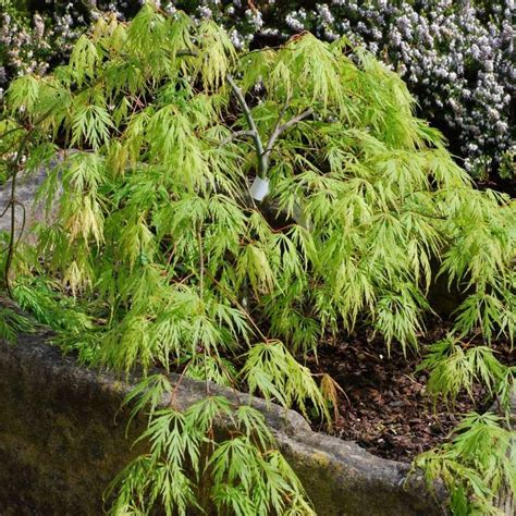 Acer Palmatum Var Dissectum Viridis