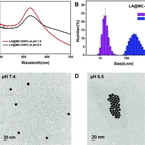 A Uv Vis Spectra And B Hydrodynamic Size Distribution Of Lamc Gnps Download Scientific