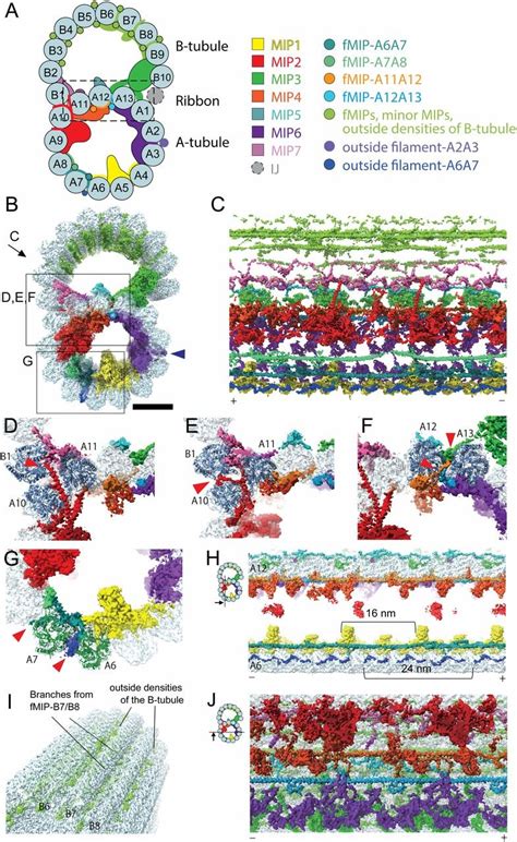 Tubulin In Cilia