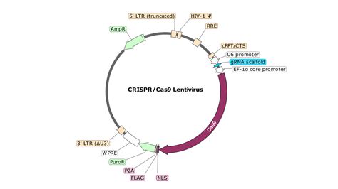 Ciita Human Crisprcas9 Lentivirus Non Integrating