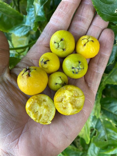 seeds lemon cattley guava aka psidium cattleyanum  organic