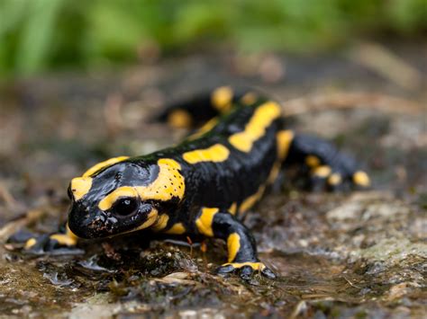 Black and yellow lizard, fire salamander HD wallpaper | Wallpaper Flare