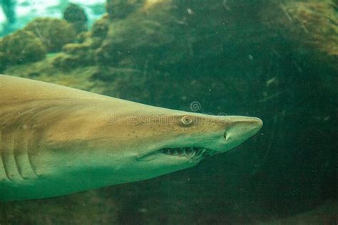 Blacktip Shark Carcharhinus Limbatus Swims Stock Photo Image Of Sharp