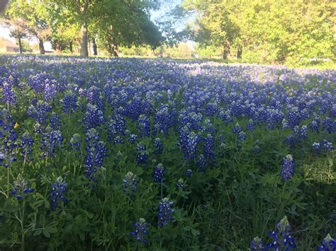 My Field Of Bluebonnets : r/texas