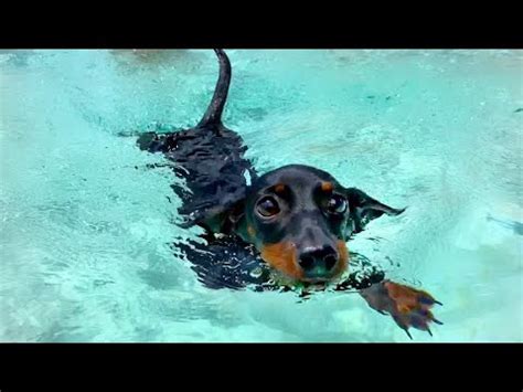 Do Dachshunds Like Swimming