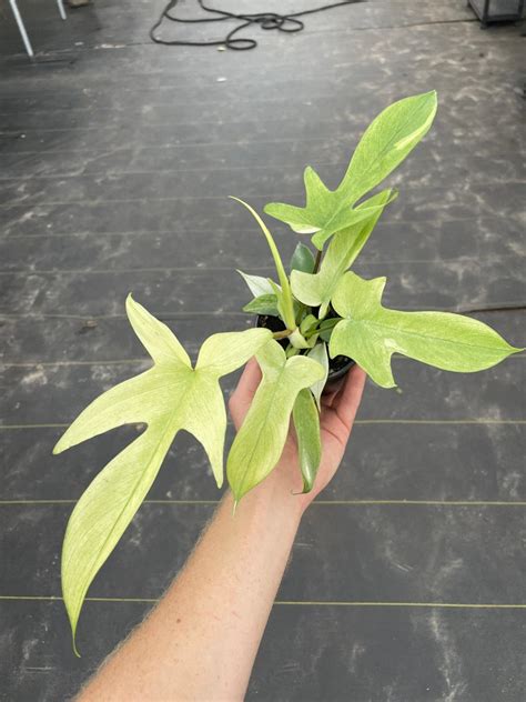 Philodendron Florida Ghost Mint 4 Pot ALL PLANTS Require You Etsy