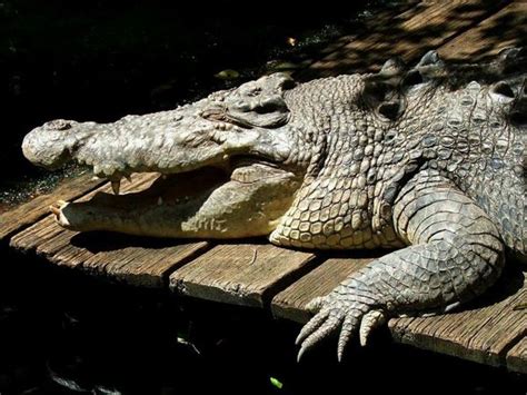 Saltwater Crocodile Crocodylus Porosus