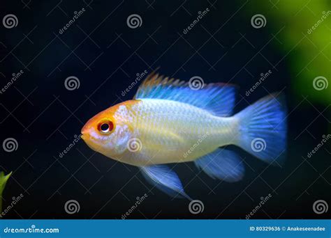 Ram Fish Stock Photo Image Of Pets Fish Gold Fresh 80329636