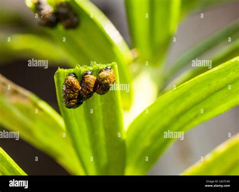 Lily beetle larvae hi-res stock photography and images - Alamy