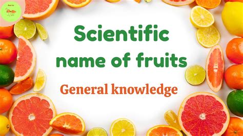 Scientific Name Fruits Scientific Name Of Fruits Ant TV YouTube