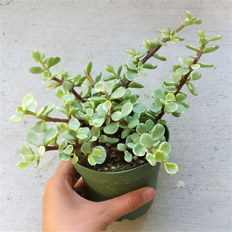 Amazon Portulacaria Afra Decumbent Elephant Bush Succulent