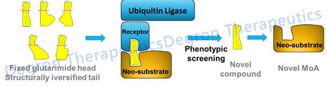 Molecular Glue Degradersa New Dawn Since Protacs Degron News News