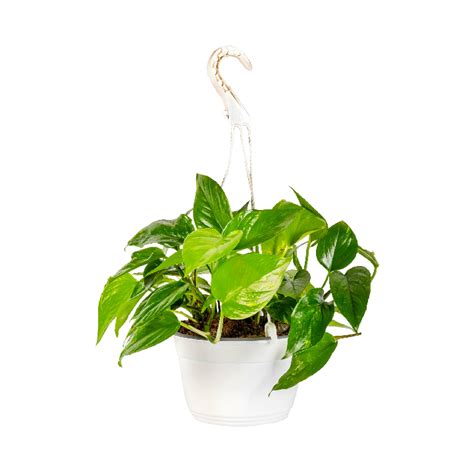 Pothos Bsk Vivaio Piante E Fiori Garden Center Oggettistica Pino Casa