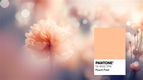 2024 Pantone Color Of The Year List Roze Wenona