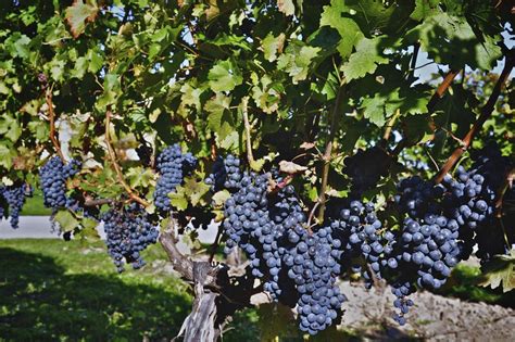 The Most Popular Red Wine Grape Varieties