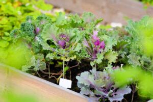 Spring Vegetable Gardening Top The Imperfectly Happy Home