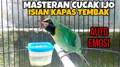 Pancingan Cucak Ijo Mini Agar Gacor Dan Nembak Nembak Youtube