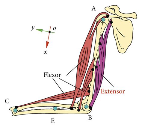 A Extensor And Flexor Of The Human Upper Limb In The Sagittal Plane