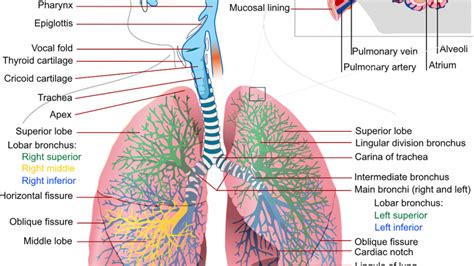 Respiratory Therapist Dr Kit