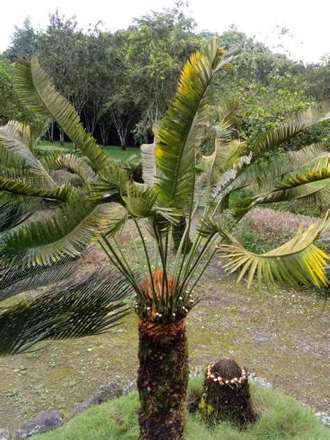 Can Anybody Help Me To Identify These Tropical Plants Researchgate