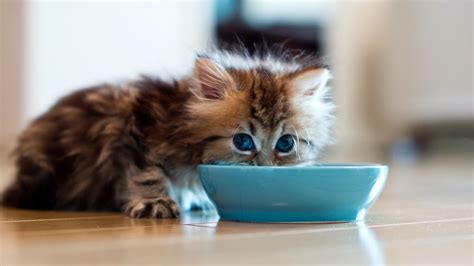 The Best Wet Kitten Food To Help Your Cat Grow 2025