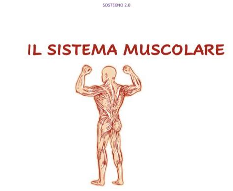 Il Sistema Muscolare Schede Didattiche Per La Scuola Primaria