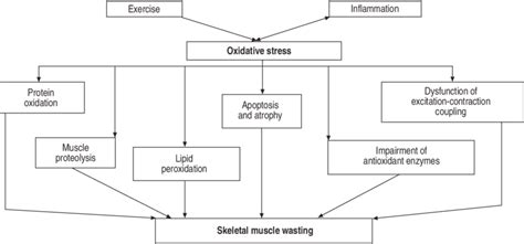 The Effect Of Oxidative Stress On Skeletal Muscle Wasting In Chronic