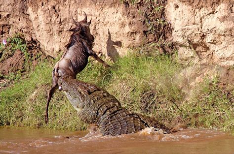 Crocodile Dragging A Wildebeest Back Into The Water Rnatureismetal