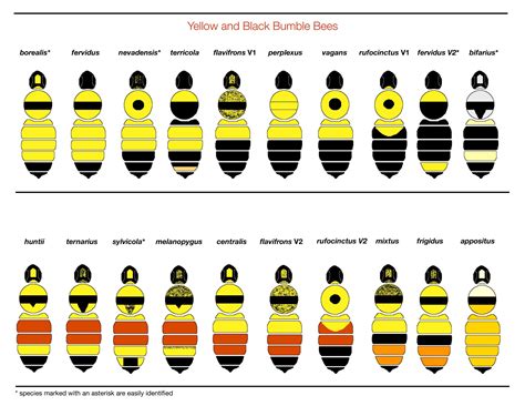 Free Printable Bee Identification Charts Pdf