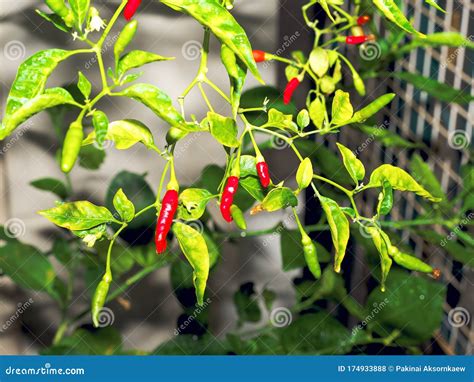 Peri peri pepper stock photo. Image of lagerstroemia - 174933888