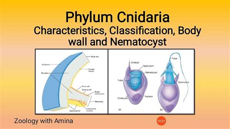 Phylum Cnidaria Coelentrata Characteristics Classification