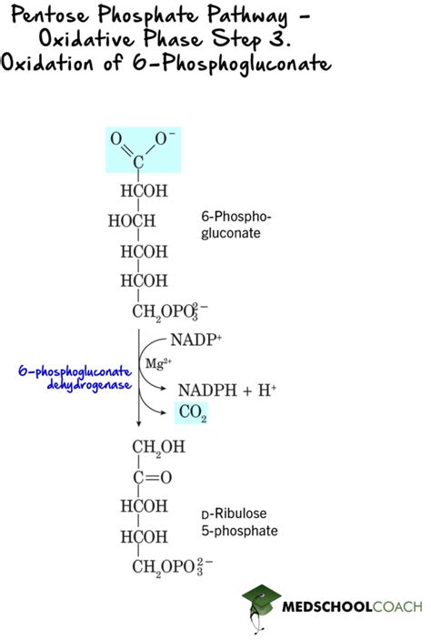 Pentose Phosphate Pathway MCAT Biochemistry MedSchoolCoach