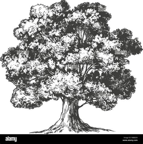 Dibujo Arbol Realista