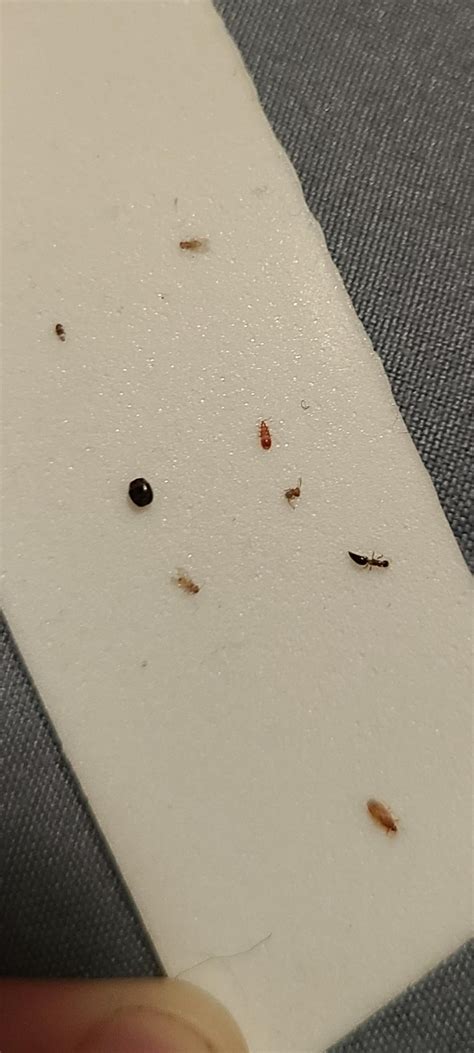 Bed bugs? Lice? : r/pestcontrol