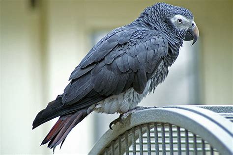 How to Care for Timneh African Grey Parrots – Parrot Hub