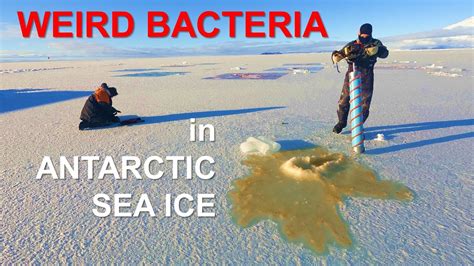 mysterious world  antarctic bacteria youtube