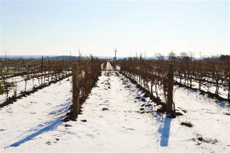 Niagara Icewine Festival - Come Join My Journey