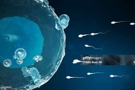 Sperm And Egg Cell Ovum Native And Natural Fertilization Closeup View