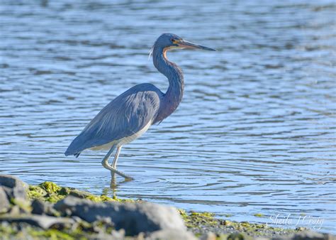 Newfoundland Rare Bird Sighting – Being with Birds