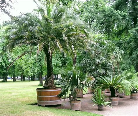 How To Grow And Care For Potted Palm Trees Outdoors