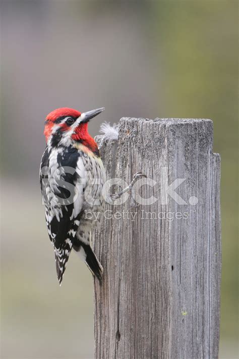 Red Naped Sapsucker Woodpecker Stock Photo Royalty Free Freeimages