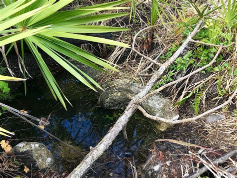 Big Cypress Swamp – Florida Hikes