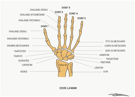 Os De La Main Fiches Ide