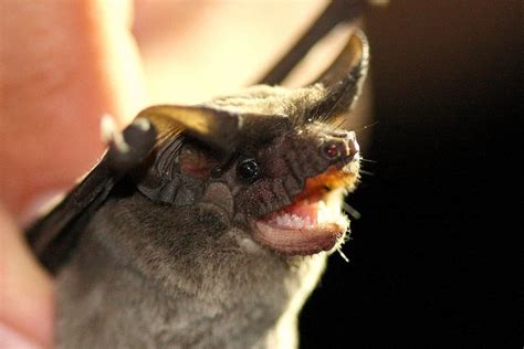 Bracken Cave Near San Antonio Texas Is One Of The Largest Bat Roosts